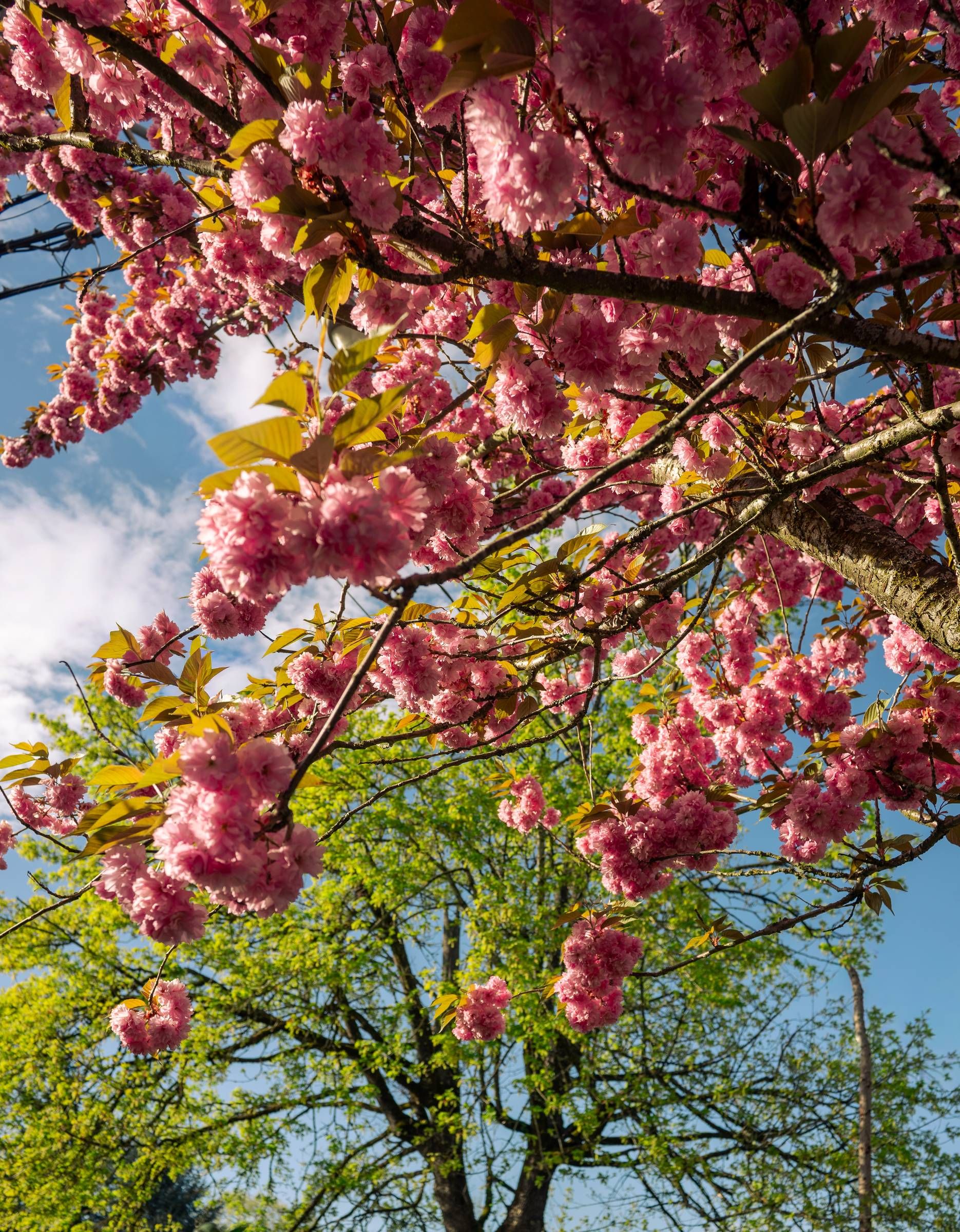 Northgreen Apartments Pink cherry blossoms on tree branches with green trees and blue sky in the background.