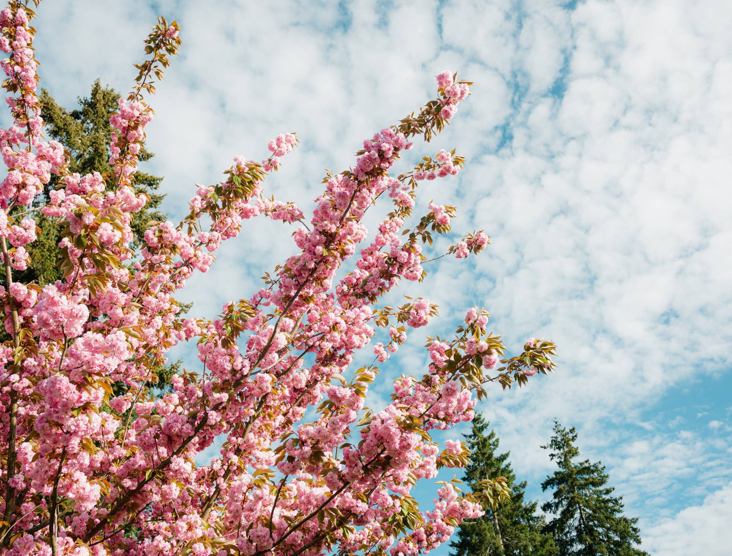 Northgreen Apartments Pink cherry blossom branches against a blue sky with white clouds and green trees in the background.